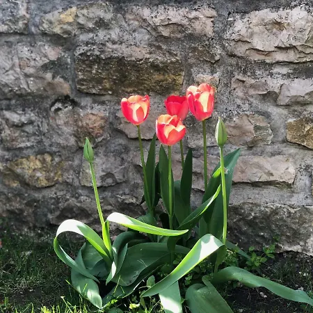 Apartman House Pécsely